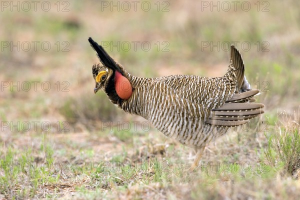 Lesser Prairie-Chicken Tympanuchus pallidicinctus Milnesand, New Mexico, United States 11 May Adult