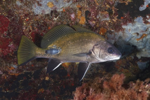 A common mullet (Sciaena umbra) with an anilocra, parasite, swimming near rocks rich in texture and