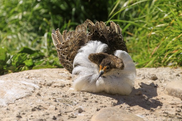 A bird lies relaxed on the ground in the sun, with beautifully coloured feathers, ruff (Calidris