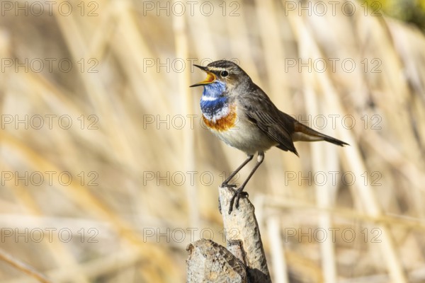 Bluethroat (Luscinia svecica cyanecula) ml Germany