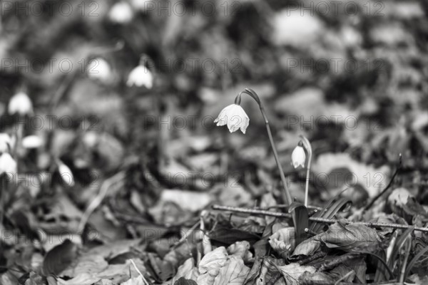 Spring knot flower (Leucojum vernum), spring snowflake on the forest floor, deciduous forest,