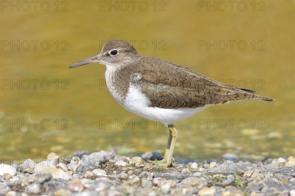 Common sandpiper (Actitis hypoleucos) looking for food at the edge of a body of water, wildlife,