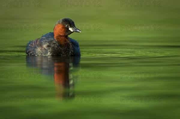 Little Grebe (Tachybaptus ruficollis), Hesse, Germany