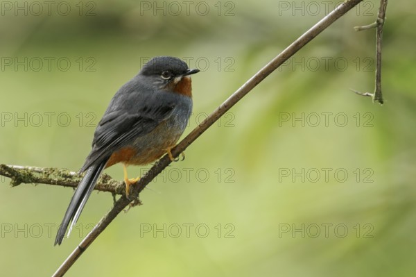 Rufous-throated Solitaire (Myadestes genibarbis) perched on a branch on the Caribbean Island of