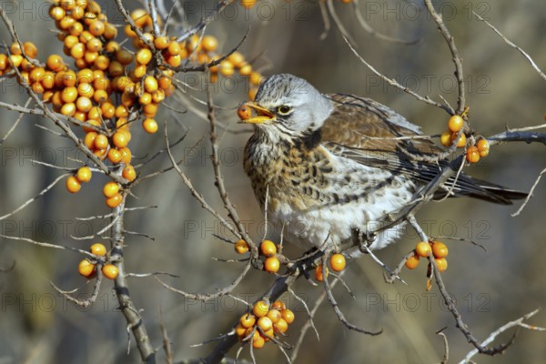Fieldfare (Turdus pilaris) feeding on berries of Common sea buckthorn (Hippophae rhamnoides),