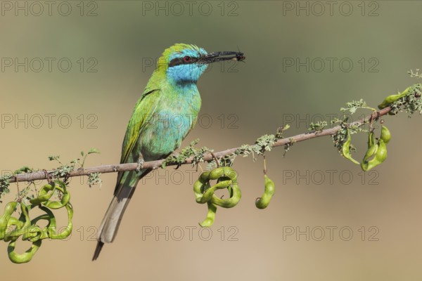Green Bee-eater (Merops orientalis) with bee in its beak, Eilat, Israel