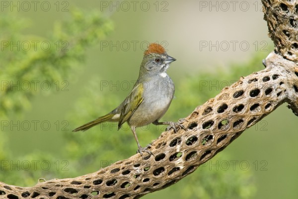 Green-tailed Towhee Pipilo chlorurus Tucson, Pima County, ARIZONA, United States 29 April Adult