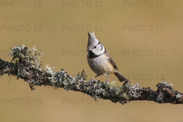 European Crested Tit (Lophophanes cristatus), Carinthia, Austria