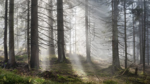 Natural spruce forest with morning fog, sunbeams break through the fog, at the Dreisesselberg,