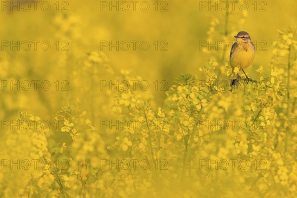Wiesenschafstelze, Schafstelze, Blue-headed Yellow Wagtail, Motacilla flava flava, Bergeronnette