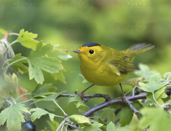 A male Wilson's Warbler, Wilsonia pusilla, perched on a blackcurrant bush in Saskatoon,
