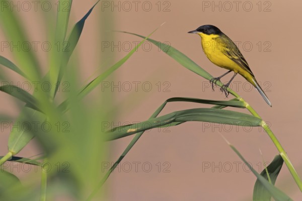 Maskenschaftstelze, Black-headed Yellow Wagtail, Black-headed Wagtail, Motacilla flava feldegg,