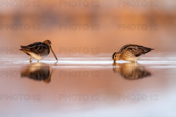Common Snipe (Gallinago gallinago) foraging, Castile-La Mancha, Spain