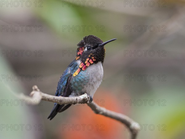 Bee Hummingbird (Mellisuga helenae) male perched on a branch, Cuba