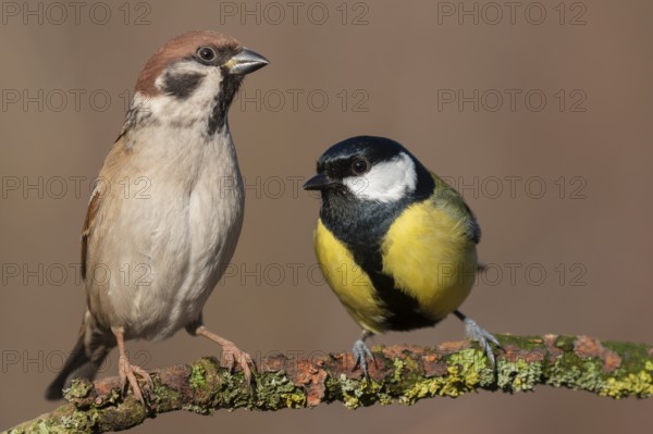 Eurasian Tree Sparrow & Great Tit (Passer montanus & Parus major) perched on a branch, Lower