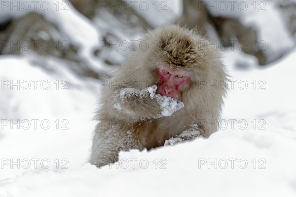 Monkey Japanese macaque, Macaca fuscata, sitting on the snow, Hokkaido, Japan. Winter scene with