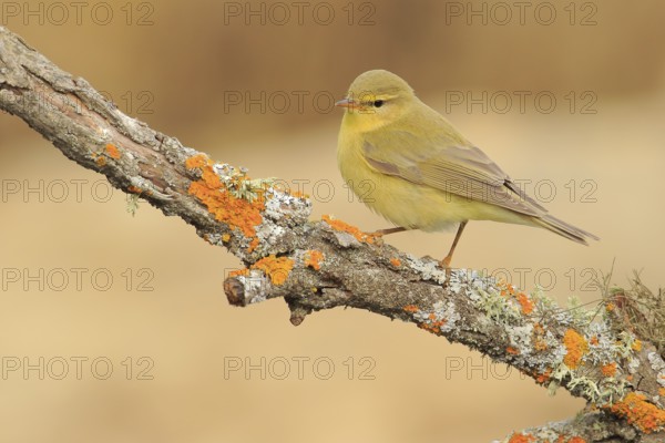 Willow Warbler (Phylloscopus trochilus) perched on lichen branch, Andalusia, Spain