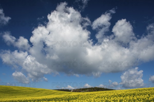 Cloud formation over blooming field of rapeseed (Brassica napus), Ruegen Island,
