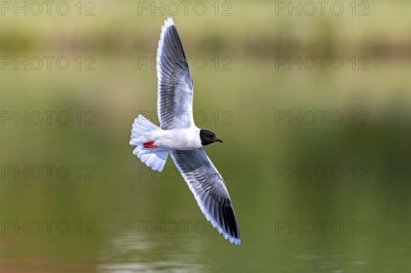 Little gull (Hydrocoloeus minutus, Larus minutus) adult in breeding plumage, summer plumage flying