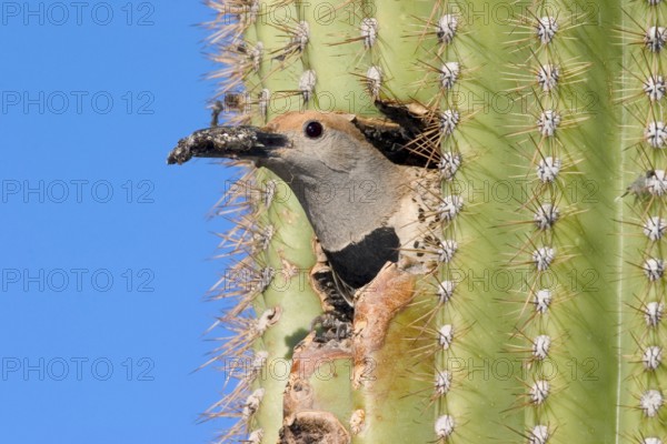 Gilded Flicker Colaptes auratus Tucson, Pima Co., ARIZONA, USA 29 April Adult Female carrying fecal