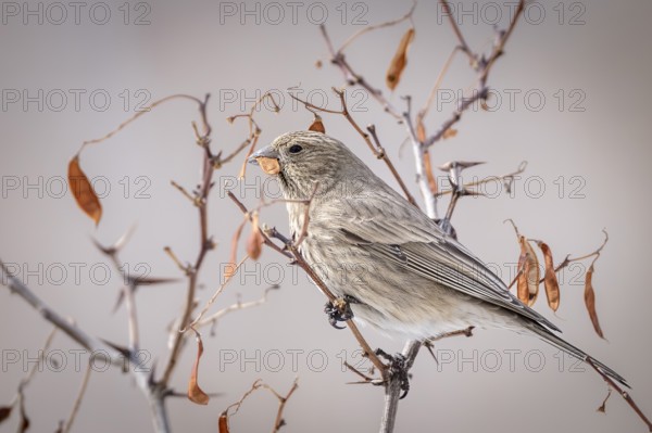 Mountain bullfinch (Carpodacus rubicilla), female, feeding, Himalayas, Spitital, Kaza, Himachal