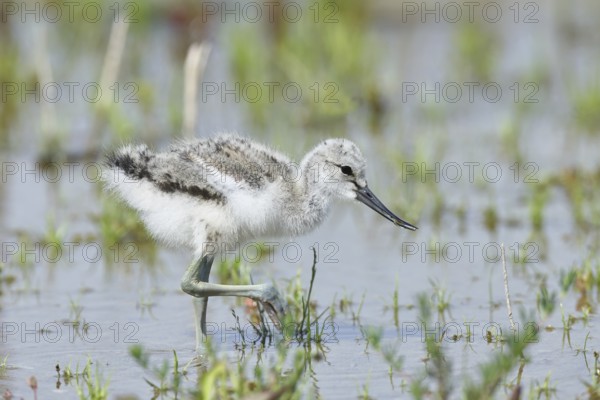Avocet (Recurvirostra avosetta) Young bird foraging in the shore zone at the lake, Wildlife, Wading