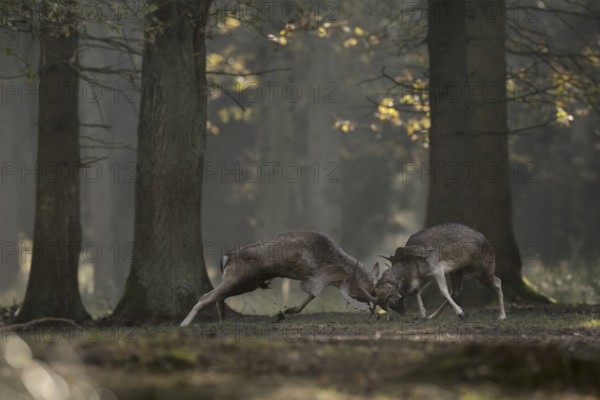 Duel of the fallow deer... Fallow deer (Dama dama) fight during the rutting season for supremacy on