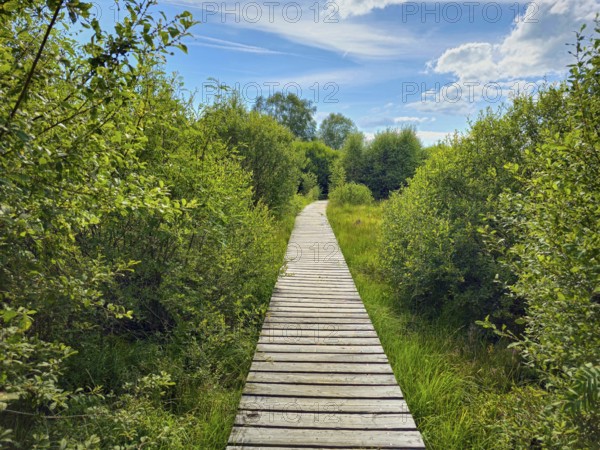 A wooden path leads through lush greenery under a blue sky with clouds, summer, High Fens, Eifel