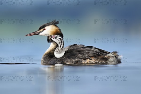 Great Crested Grebe (Podiceps Scalloped ribbonfish), with chicks in plumage swimming in the water,