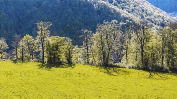 Backlit landscape near Gutenberg. Mountains and forest on the Albtrauf of the Swabian Alb in spring
