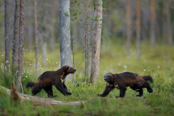 Russia wildlife. Wolverine running with catch in taiga. Wildlife scene from nature. Rare animal