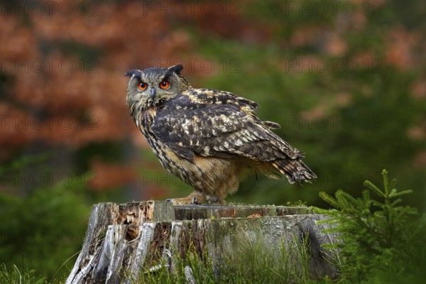 Eurasian Eagle Owl, Bubo Bubo, sitting on the tree trunk, wildlife photo in the forest with orange