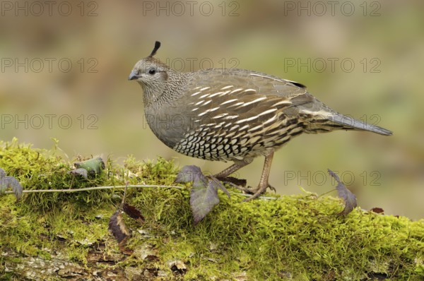 California Quail (Callipepla californica) female, British Columbia, Canada