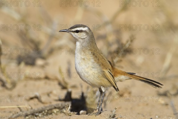 Kalahari Scrub Robin (Cercotrichas paena), Northern Cape, Kgalagadi Transfrontier Park, South