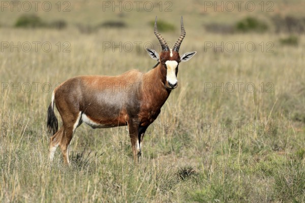 Coloured ram (Damaliscus pygargus), adult, foraging, alert, Mountain Zebra National Park, Eastern