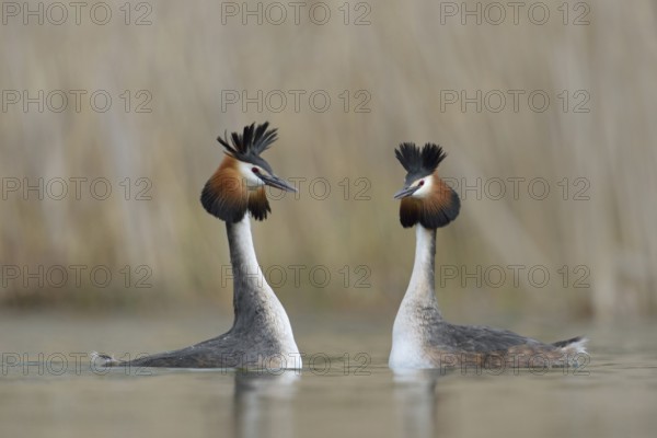 Great Crested Grebe courtship... Great Crested Grebe (Podiceps Scalloped ribbonfish), pair, couple