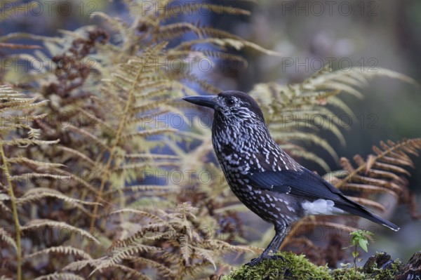 Spotted Nutcracker (Nucifraga caryocatactes) perched on the ground, Baden-Wuerttemberg, Germany