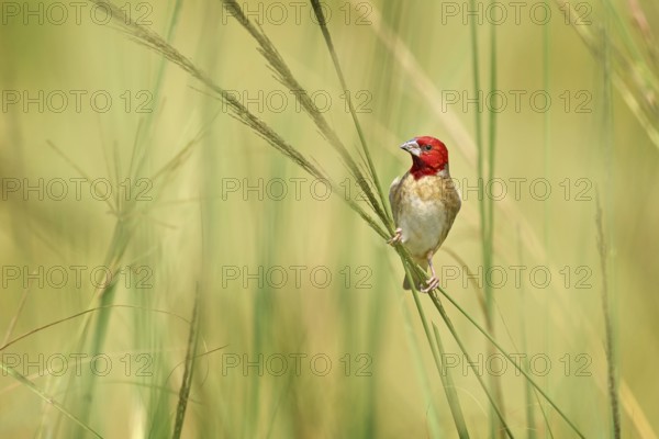 Red-headed quelea, Quelea erythrops, grey red bird in the nature habitat, Murchison Fall NP, Uganda