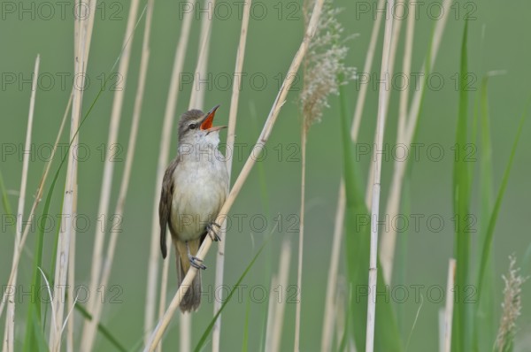 Drosselrohrsänger (Acrocephalus arundinaceus) Great Reed Warbler, male