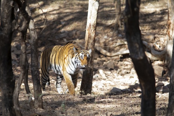 Bengal tiger or Indian tiger (Panthera tigris tigris) in the dry forest, Ranthambore National Park,