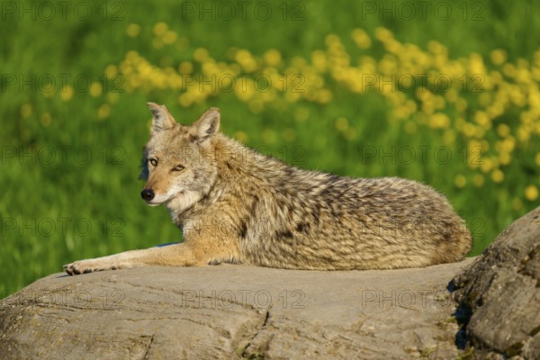 A coyote looks at the camera, lying on a rock in a green field with yellow flowers, Coyote (Canis