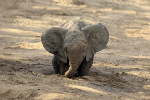 African elephant (Loxodonta africana), young animal, digging, drinking, searching for water, dried