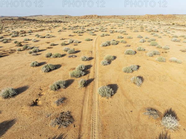 Masses of Euphorbia gregaria and desert track. Aerial view. Drone shot. Gondwana Canyon Park.