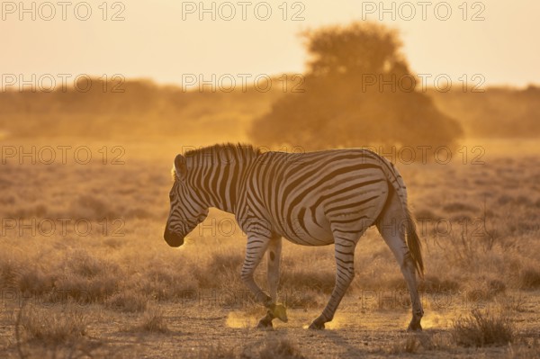 Plains zebra (Equus quagga), in dry savannah, in the evening light, Kruger National Park, South