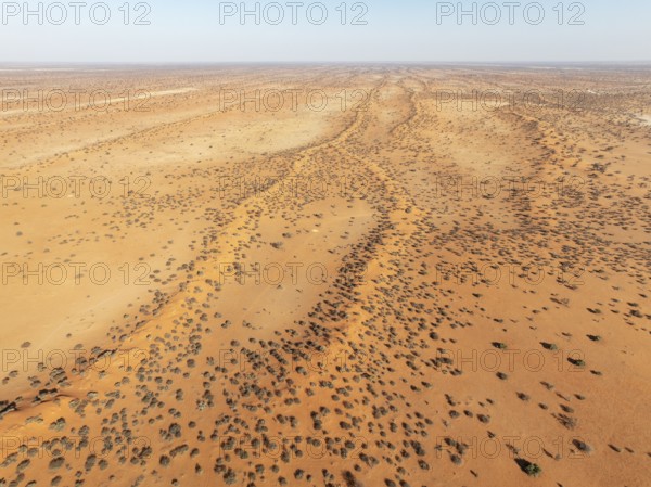 Linear sand dunes grown with camelthorn trees (Vachellia erioloba) in the Kalahari Desert. Aerial