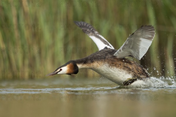 Aggressive... Great Crested Grebe (Podiceps Scalloped ribbonfish) sprints, runs over the water with