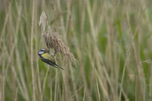 Blue tit (Cyanistes Caeruleus) adult bird feeding on a Common reed seedhead in a reedbed, England,