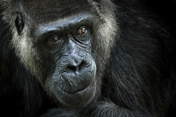 Western lowland gorilla, detail head portrait with beautiful eyes. Close-up photo of wild big black