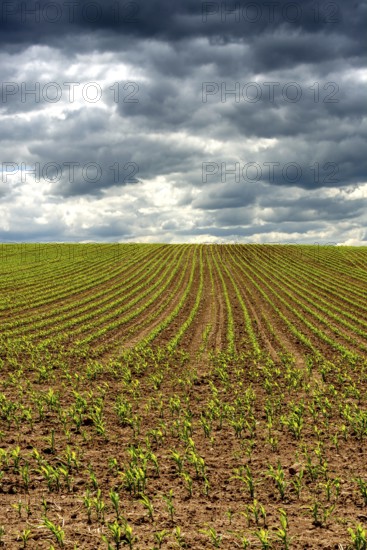 Young corn plants are emerging in orderly rows across a large agricultural field. Puy de Dome,