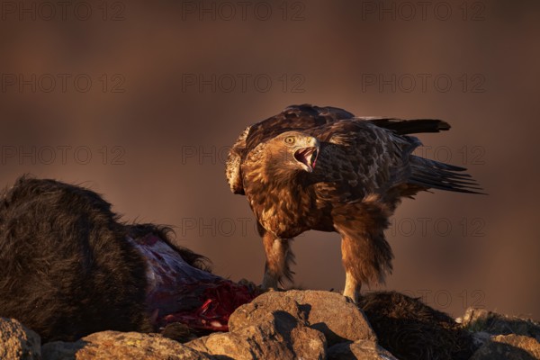 Eagle with cow calf carcass. Golden eagle, stone, Rhodopes mountain, Bulgaria. Eagle, evening